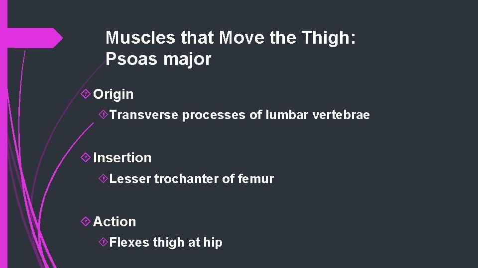 Muscles that Move the Thigh: Psoas major Origin Transverse processes of lumbar vertebrae Insertion