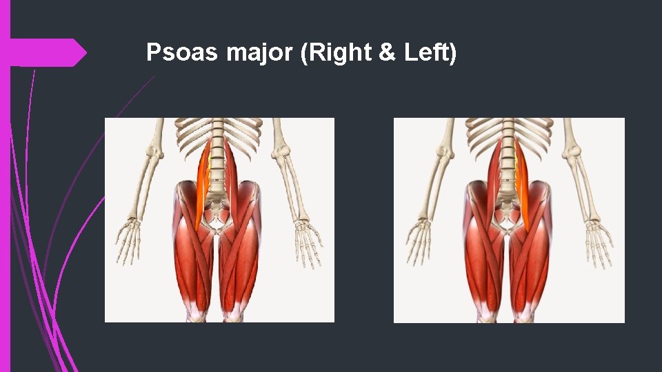 Psoas major (Right & Left) 