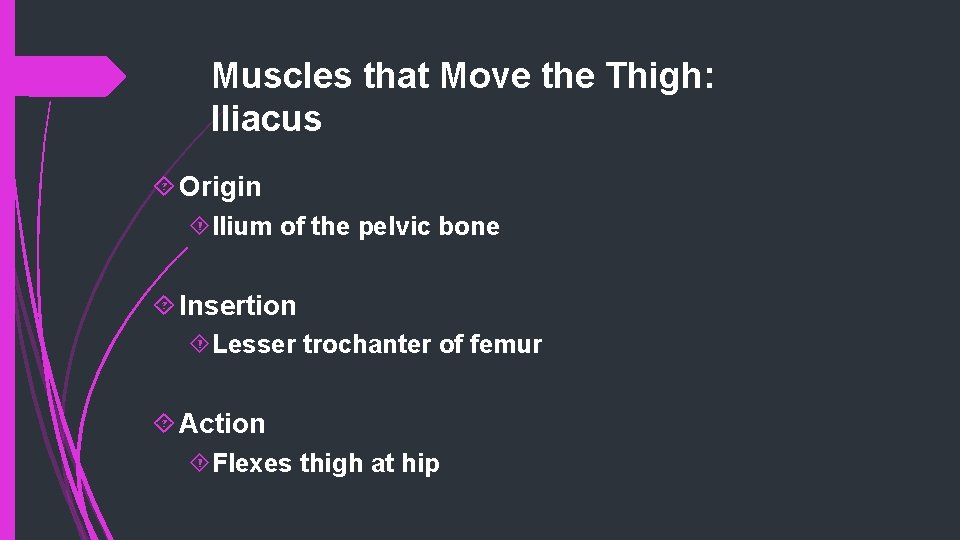 Muscles that Move the Thigh: Iliacus Origin Ilium of the pelvic bone Insertion Lesser