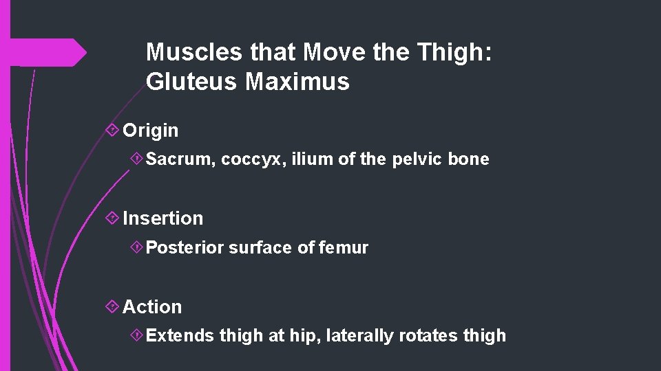 Muscles that Move the Thigh: Gluteus Maximus Origin Sacrum, coccyx, ilium of the pelvic