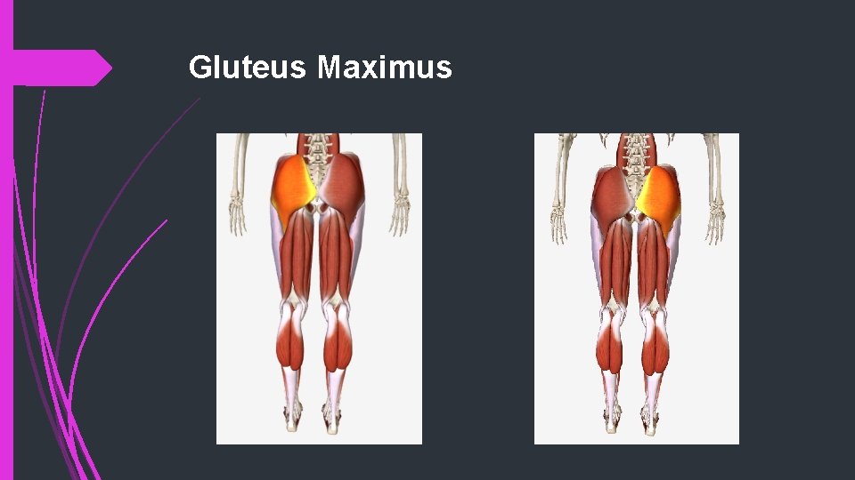 Gluteus Maximus 