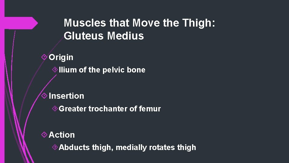 Muscles that Move the Thigh: Gluteus Medius Origin Ilium of the pelvic bone Insertion