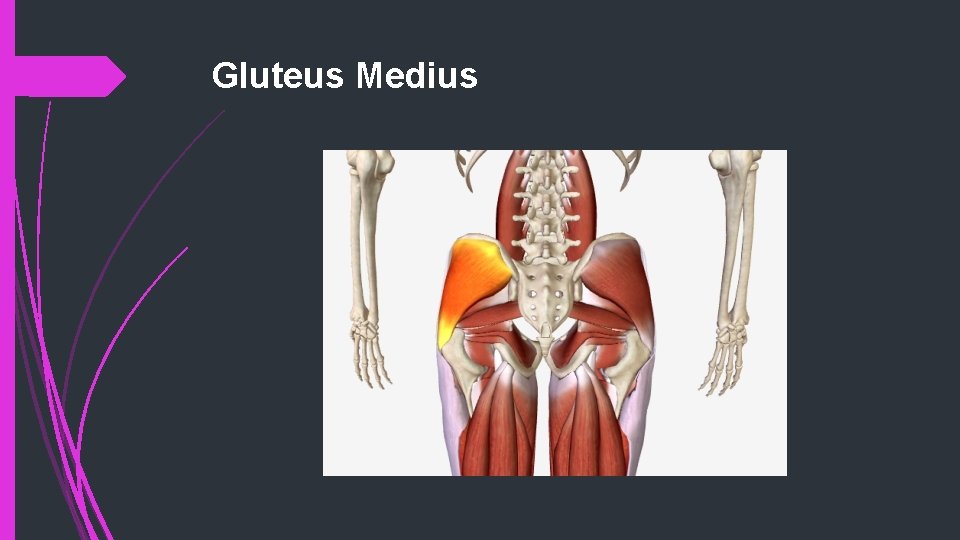 Gluteus Medius 