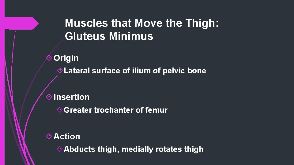 Muscles that Move the Thigh: Gluteus Minimus Origin Lateral surface of ilium of pelvic