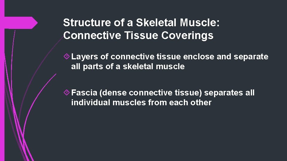 Structure of a Skeletal Muscle: Connective Tissue Coverings Layers of connective tissue enclose and