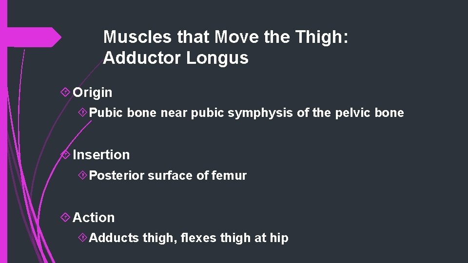 Muscles that Move the Thigh: Adductor Longus Origin Pubic bone near pubic symphysis of