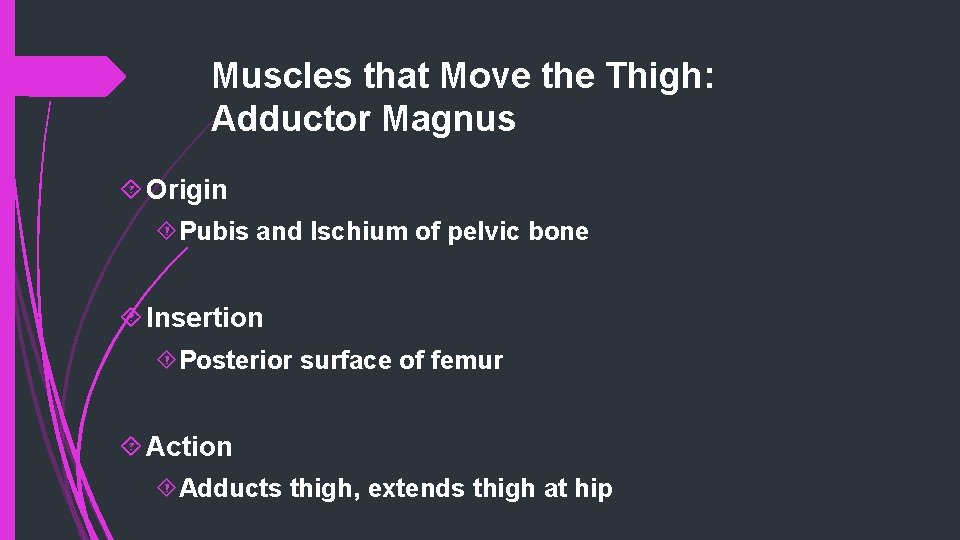 Muscles that Move the Thigh: Adductor Magnus Origin Pubis and Ischium of pelvic bone