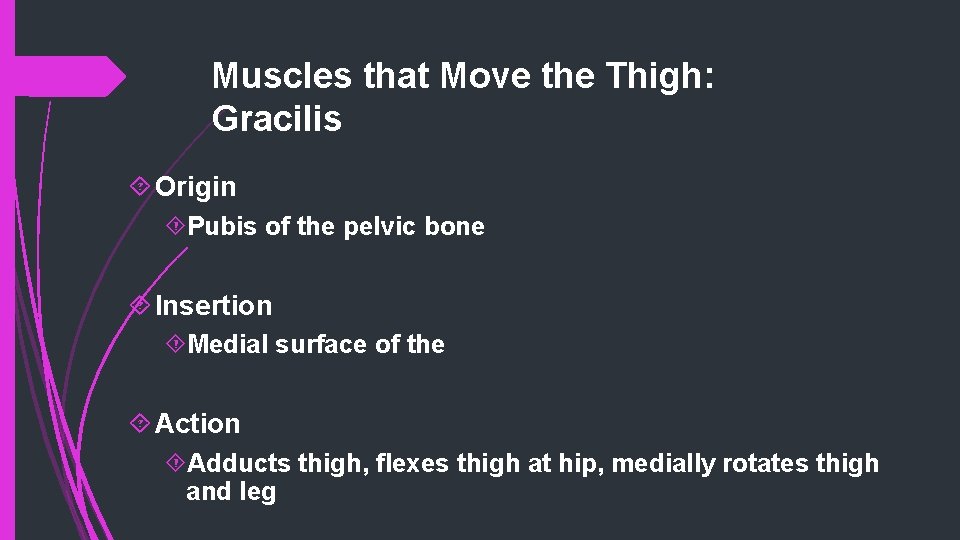 Muscles that Move the Thigh: Gracilis Origin Pubis of the pelvic bone Insertion Medial