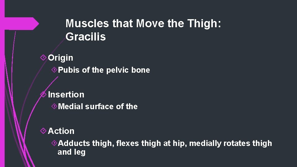 Muscles that Move the Thigh: Gracilis Origin Pubis of the pelvic bone Insertion Medial