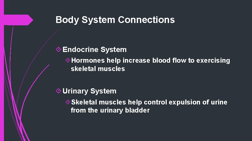 Body System Connections Endocrine System Hormones help increase blood flow to exercising skeletal muscles
