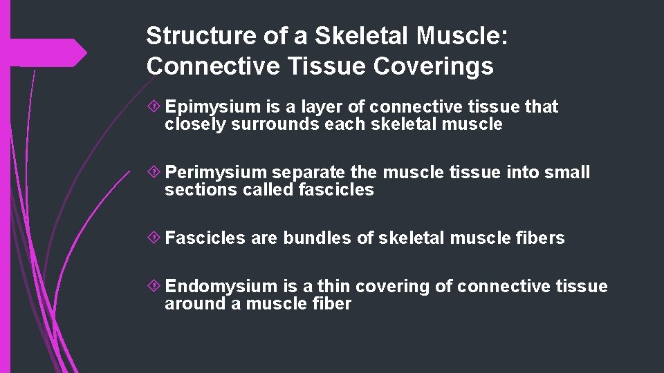 Structure of a Skeletal Muscle: Connective Tissue Coverings Epimysium is a layer of connective