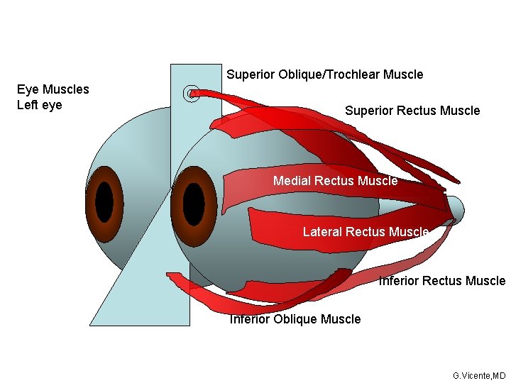 Superior Oblique/Trochlear Muscle Eye Muscles Left eye Superior Rectus Muscle Medial Rectus Muscle Lateral