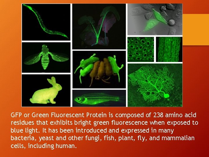 GFP or Green Fluorescent Protein is composed of 238 amino acid residues that exhibits