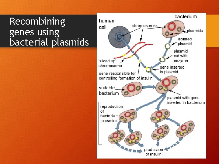 Recombining genes using bacterial plasmids 