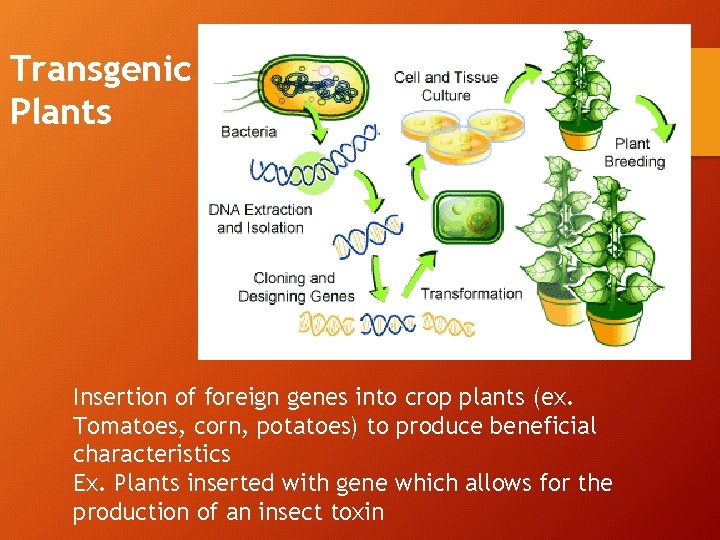 Transgenic Plants Insertion of foreign genes into crop plants (ex. Tomatoes, corn, potatoes) to