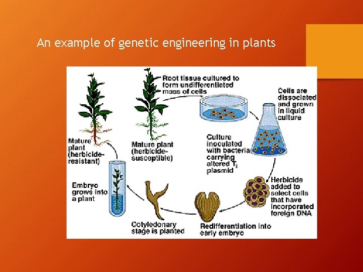 An example of genetic engineering in plants 