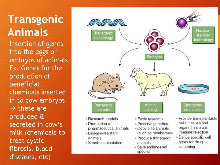 Transgenic Animals Insertion of genes into the eggs or embryos of animals Ex. Genes