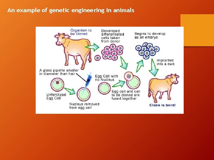 An example of genetic engineering in animals 