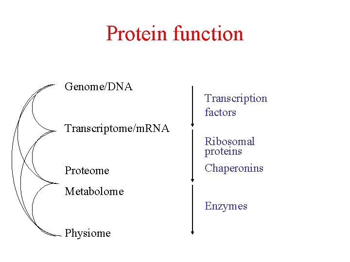 Protein function Genome/DNA Transcription factors Transcriptome/m. RNA Proteome Ribosomal proteins Chaperonins Metabolome Enzymes Physiome