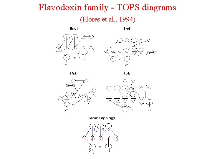 Flavodoxin family - TOPS diagrams (Flores et al. , 1994) 4 5 3 2