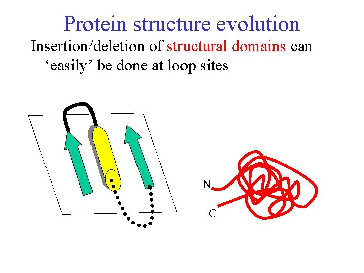 Protein structure evolution Insertion/deletion of structural domains can ‘easily’ be done at loop sites