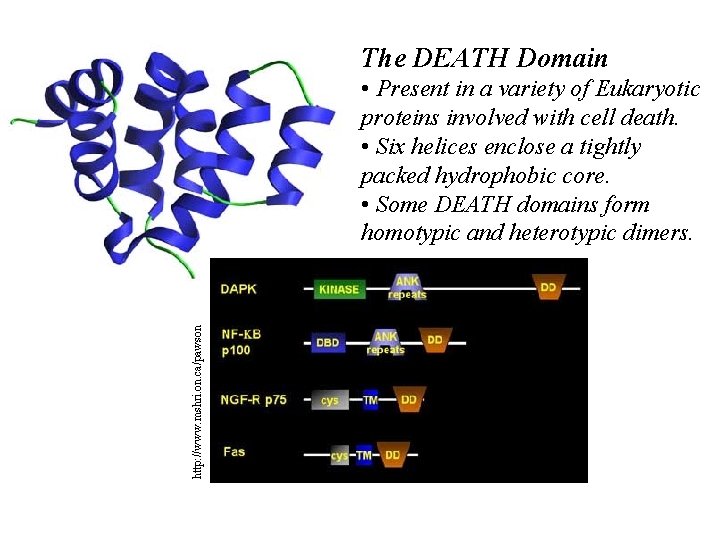 The DEATH Domain http: //www. mshri. on. ca/pawson • Present in a variety of