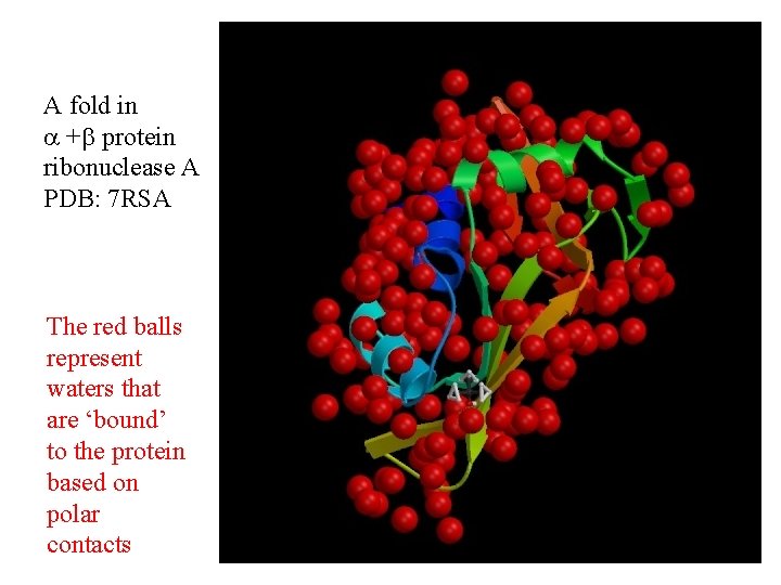 A fold in + protein ribonuclease A PDB: 7 RSA The red balls represent