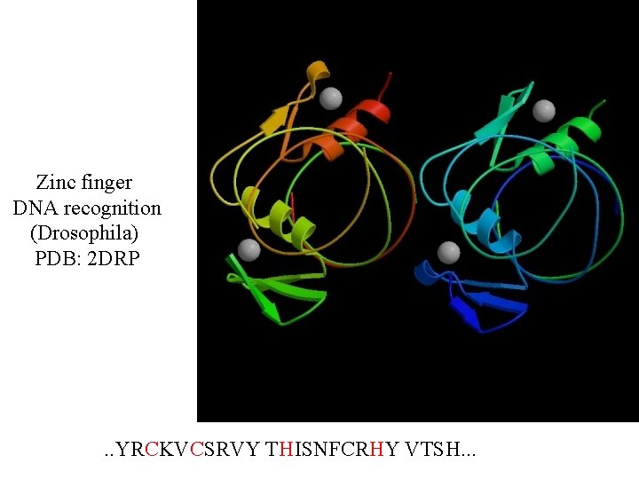 Zinc finger DNA recognition (Drosophila) PDB: 2 DRP . . YRCKVCSRVY THISNFCRHY VTSH. .