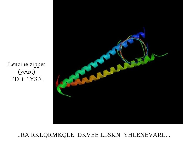 Leucine zipper (yeast) PDB: 1 YSA . . RA RKLQRMKQLE DKVEE LLSKN YHLENEVARL. .