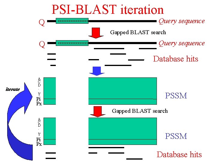 PSI-BLAST iteration Q xxxxxxxxx Query sequence Gapped BLAST search Q xxxxxxxxx Query sequence Database