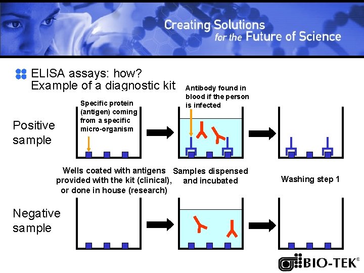 ELISA assays: how? Example of a diagnostic kit Specific protein (antigen) coming from a