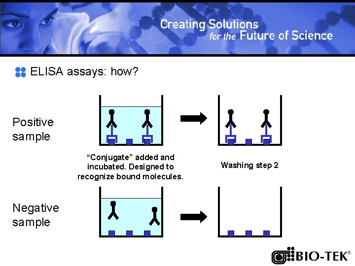 ELISA assays: how? Positive sample “Conjugate” added and incubated. Designed to recognize bound molecules.