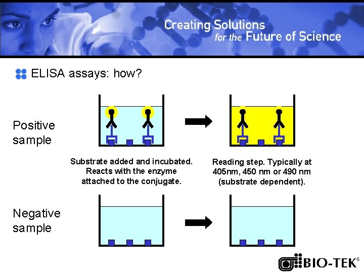 ELISA assays: how? Positive sample Substrate added and incubated. Reacts with the enzyme attached