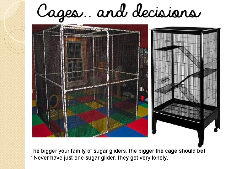 The bigger your family of sugar gliders, the bigger the cage should be! *