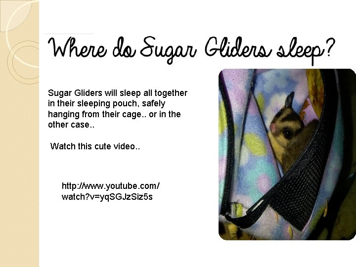 Sugar Gliders will sleep all together in their sleeping pouch, safely hanging from their