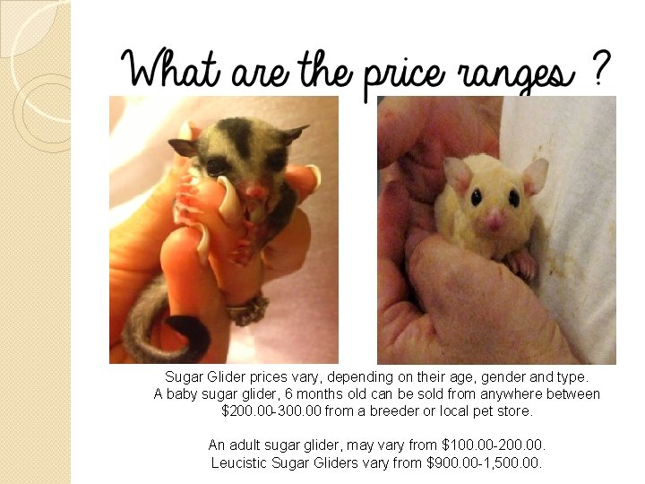 Sugar Glider prices vary, depending on their age, gender and type. A baby sugar