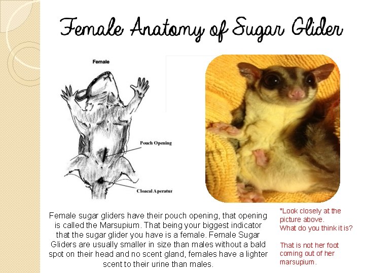 Female sugar gliders have their pouch opening, that opening is called the Marsupium. That