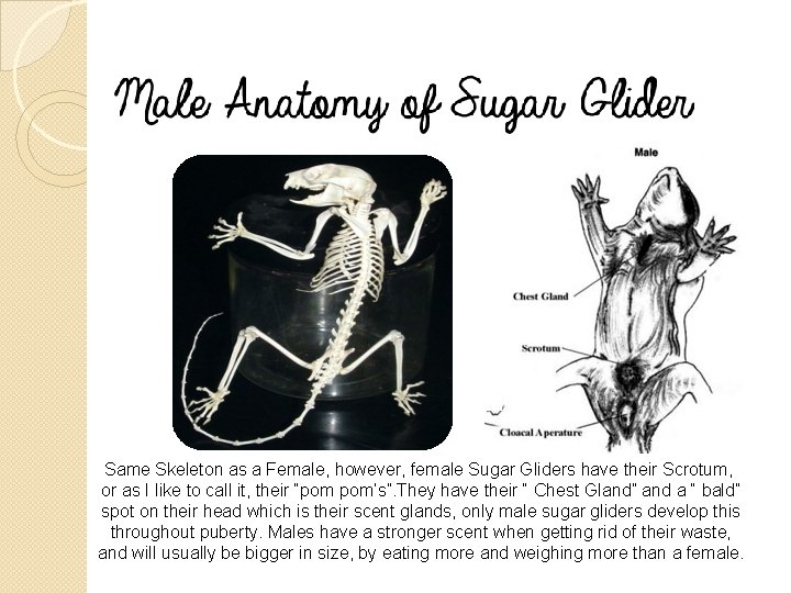 Same Skeleton as a Female, however, female Sugar Gliders have their Scrotum, or as