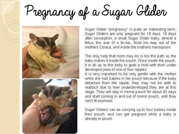Sugar Glider “pregnancy” is quite an interesting term. Sugar Gliders are only pregnant for