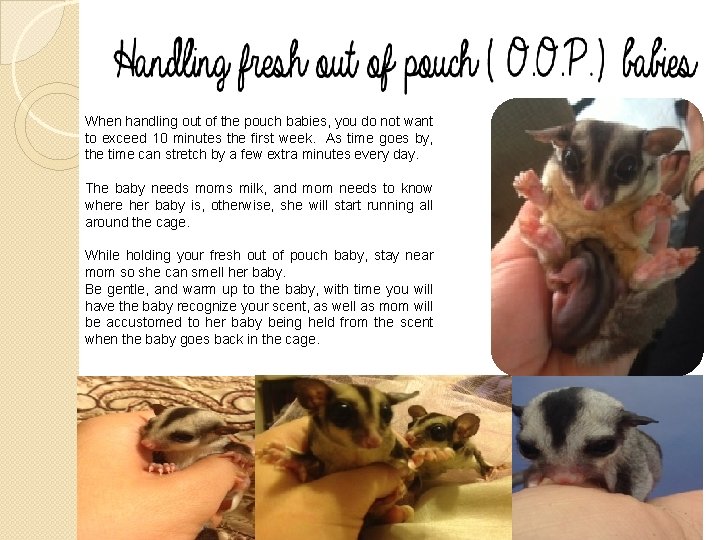 When handling out of the pouch babies, you do not want to exceed 10