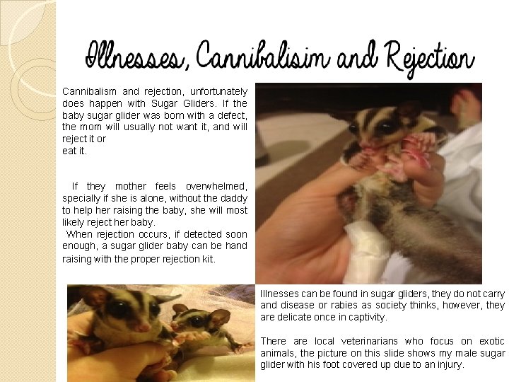 Cannibalism and rejection, unfortunately does happen with Sugar Gliders. If the baby sugar glider