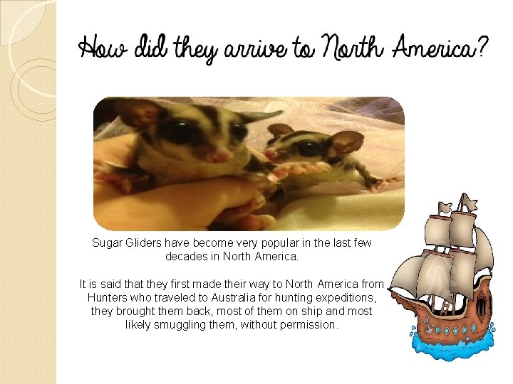 Sugar Gliders have become very popular in the last few decades in North America.