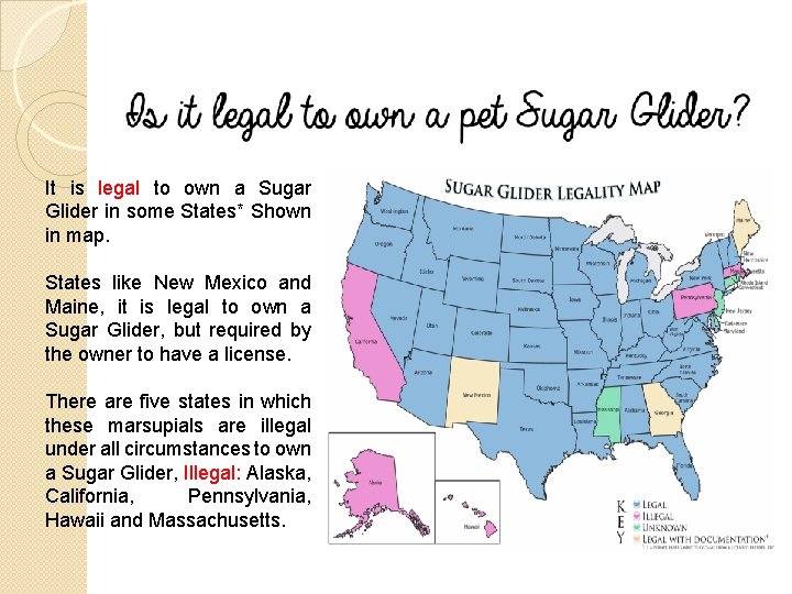 It is legal to own a Sugar Glider in some States* Shown in map.