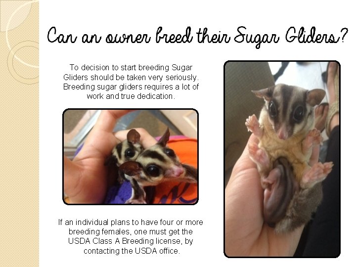 To decision to start breeding Sugar Gliders should be taken very seriously. Breeding sugar