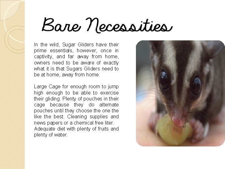 In the wild, Sugar Gliders have their prime essentials, however, once in captivity, and