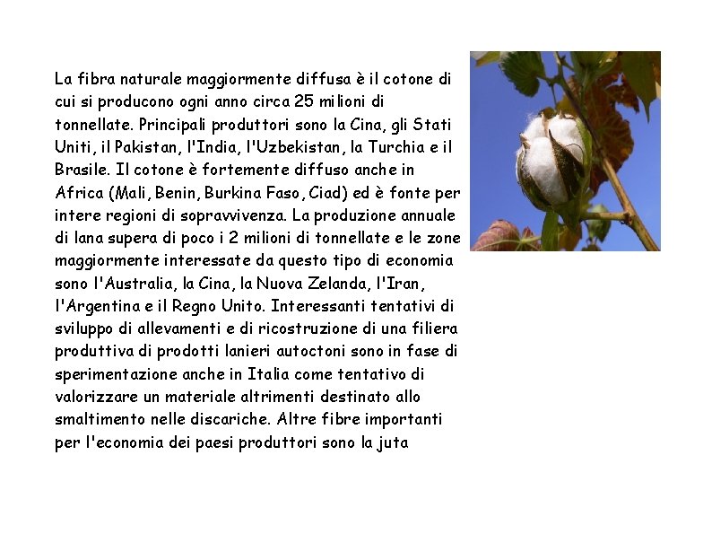La fibra naturale maggiormente diffusa è il cotone di cui si producono ogni anno La fibra naturale maggiormente diffusa è il cotone di cui si producono ogni anno