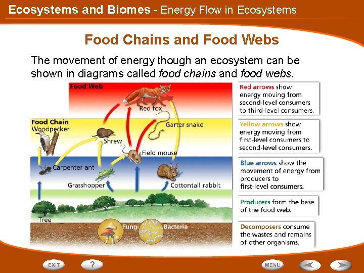 Ecosystems and Biomes - Energy Flow in Ecosystems Food Chains and Food Webs The