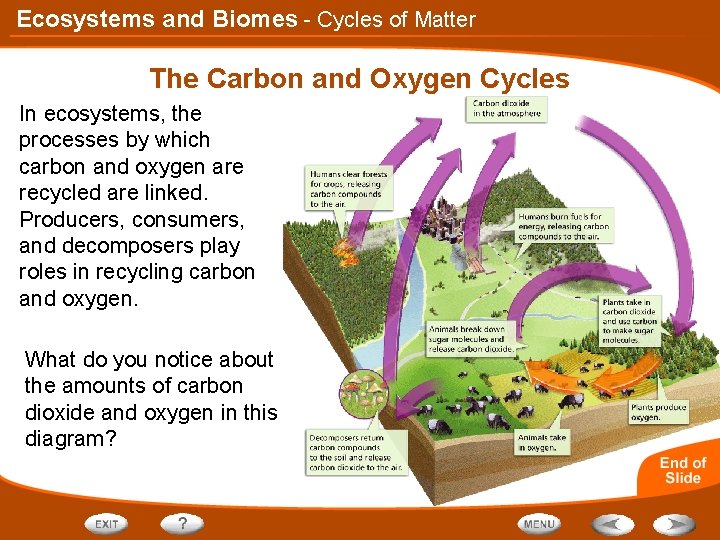 Ecosystems and Biomes - Cycles of Matter The Carbon and Oxygen Cycles In ecosystems,