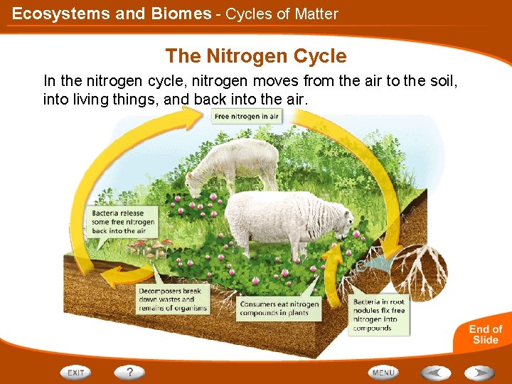 Ecosystems and Biomes - Cycles of Matter The Nitrogen Cycle In the nitrogen cycle,