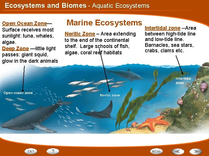 Ecosystems and Biomes - Aquatic Ecosystems Open Ocean Zone— Surface receives most sunlight: tuna,